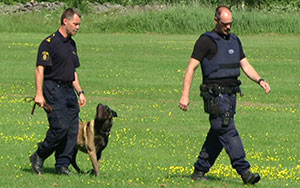 Dutch Shepherd